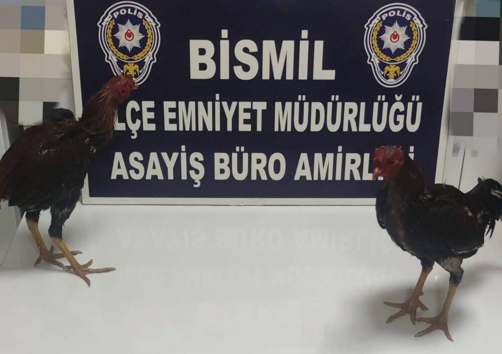 Horozları koruma derneğinde horoz dövüştürürken yakalandılar