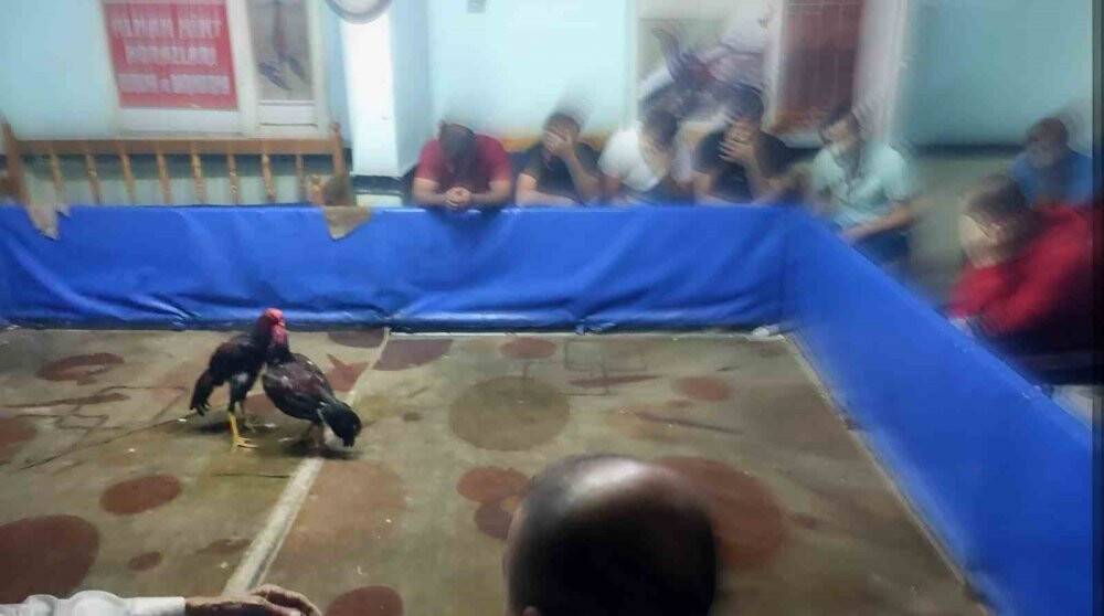 Horozları koruma derneğinde horoz dövüştürürken yakalandılar