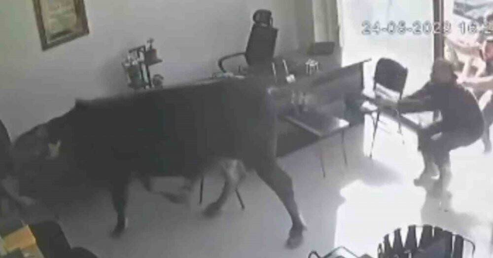 Mezbahadan kaçan dana soluğu emlakçıda aldı!