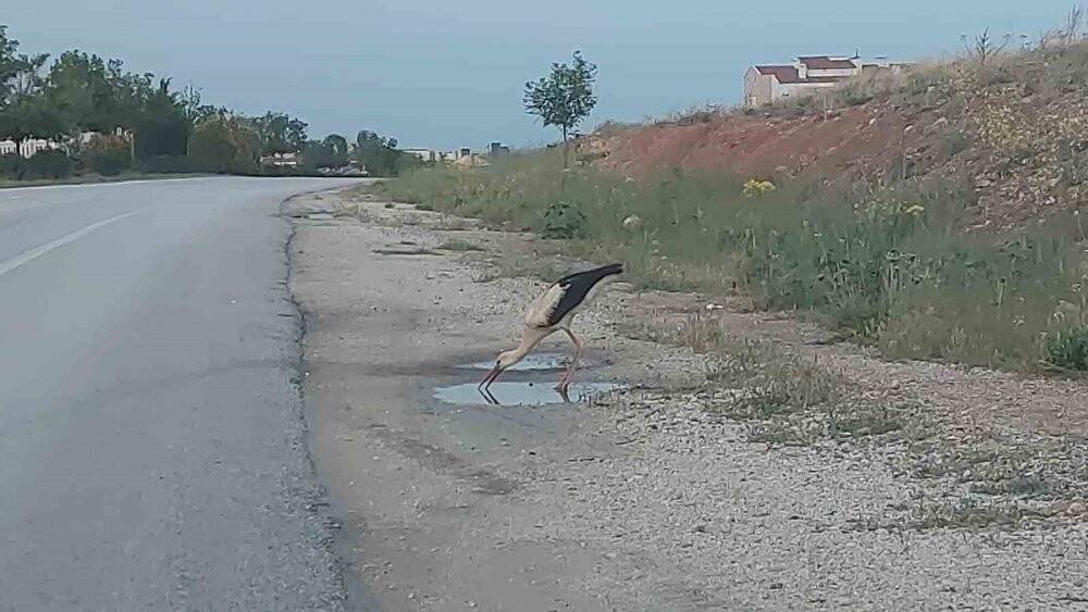 Sürüsünden kopan leylek su birikintisinden susuzluğunu giderdi