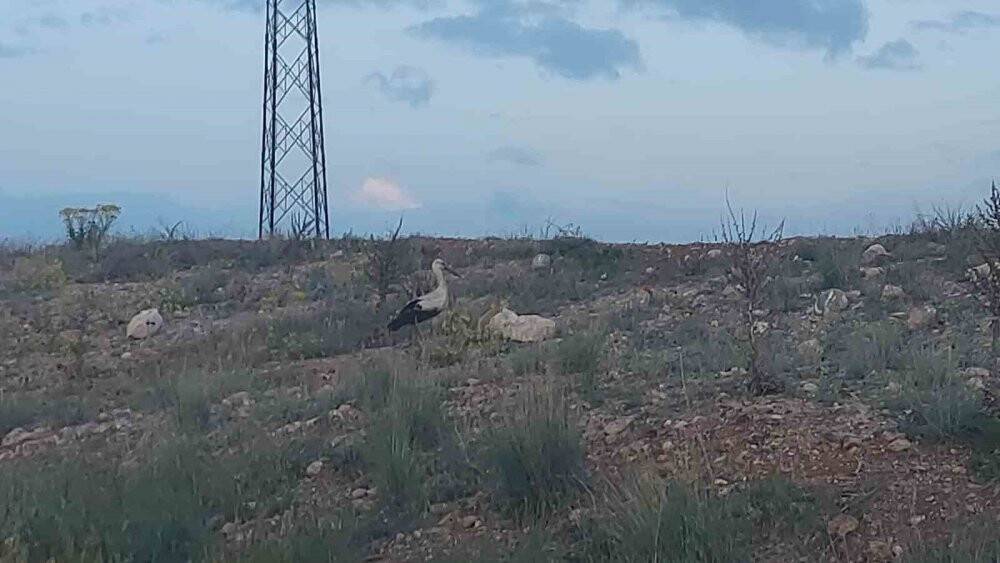 Sürüsünden kopan leylek su birikintisinden susuzluğunu giderdi