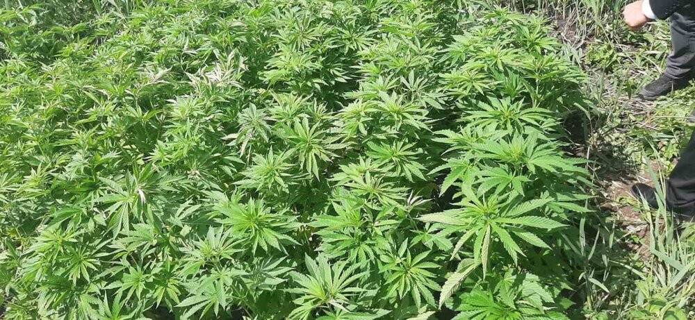 Tekirdağ’da kenevir operasyonu: 2 gözaltı