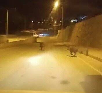 Domuzlar şehir merkezine indi