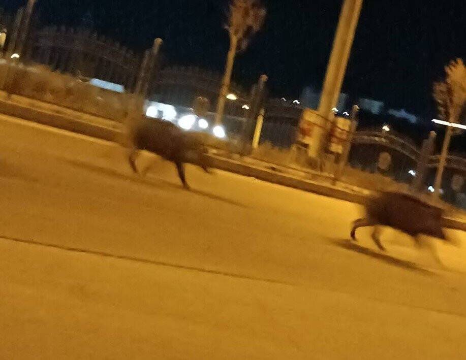 Domuzlar şehir merkezine indi