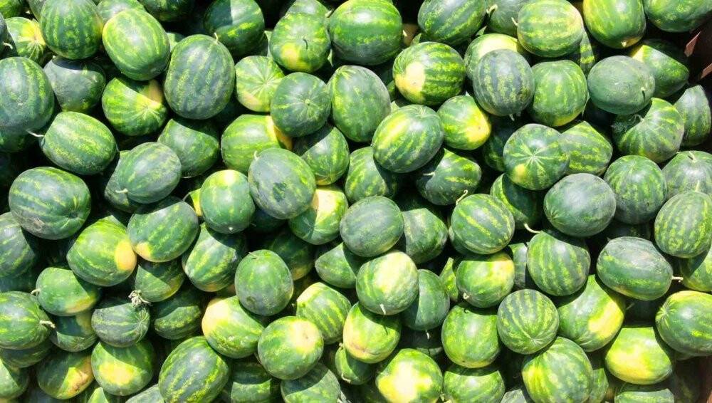 Tescilli Adana karpuzu dünya sofralarını da süslüyor