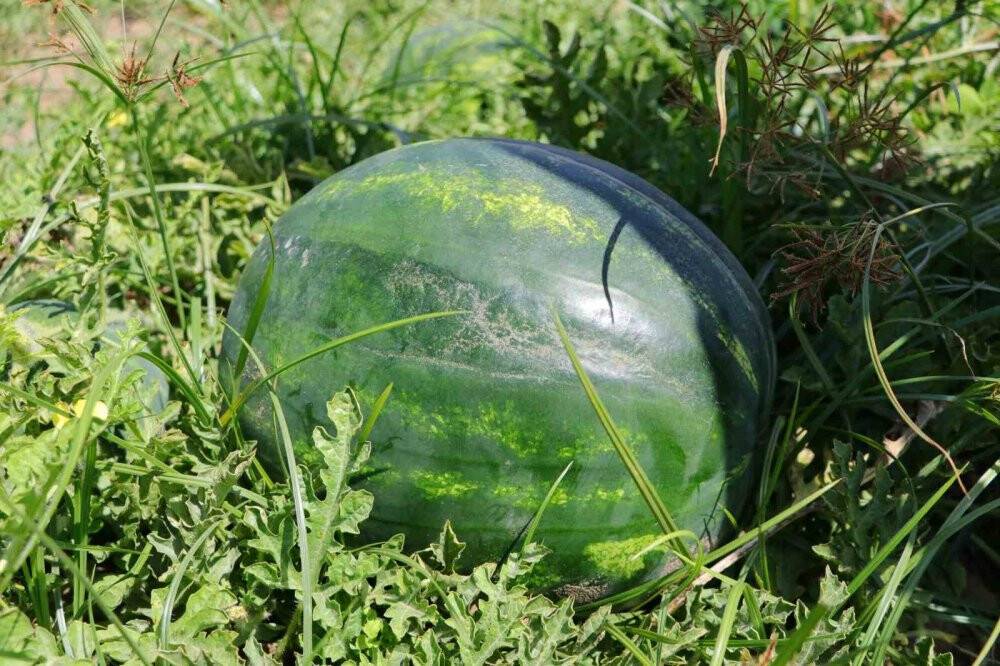 Tescilli Adana karpuzu dünya sofralarını da süslüyor