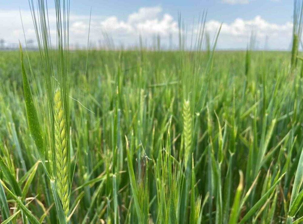 'Türkiye’de bu yıl için tarımsal kuraklık riski kalmadı'