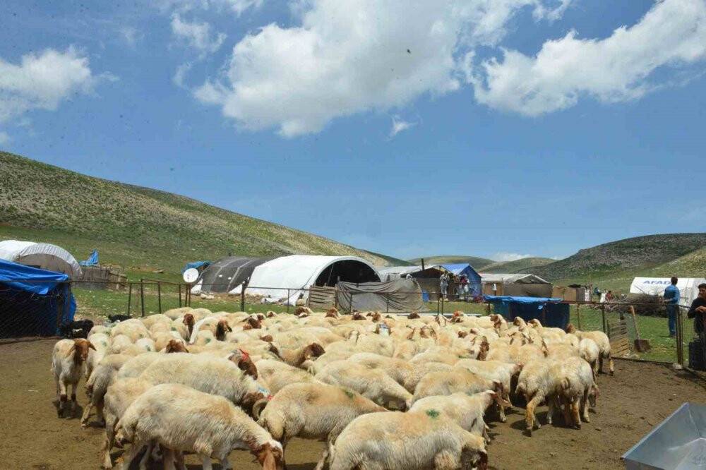 Depremzede yetiştiricilere hibe hayvanın dağıtımı başladı