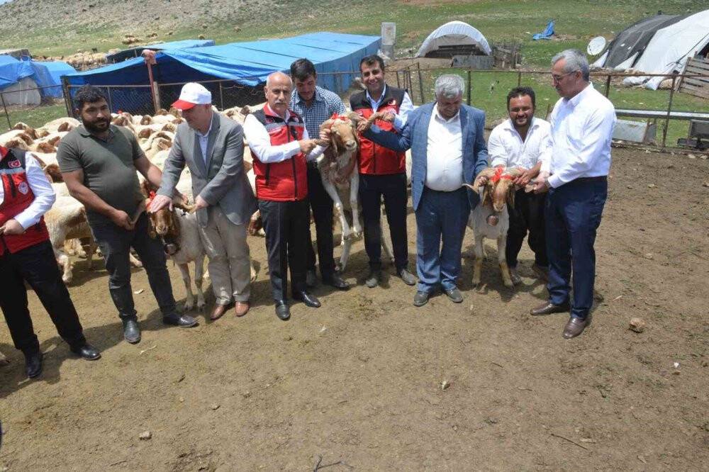 Depremzede yetiştiricilere hibe hayvanın dağıtımı başladı