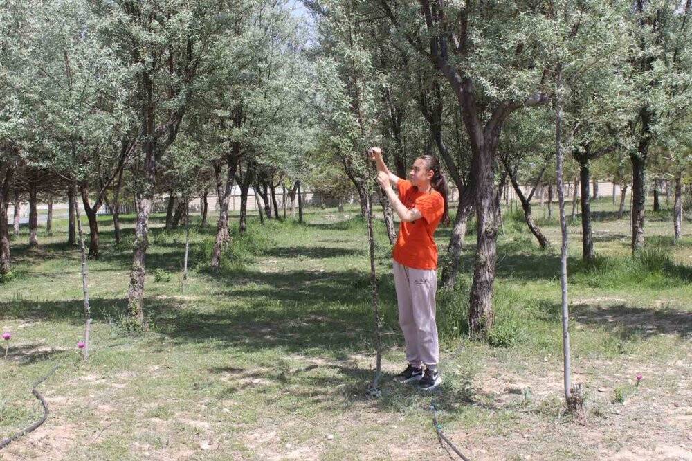 Okul bahçesine dikilen ağaçların bakımını yapıyorlar