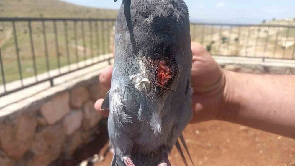 Mahsur kalan güvercin, çalışanlar tarafından kurtarıldı