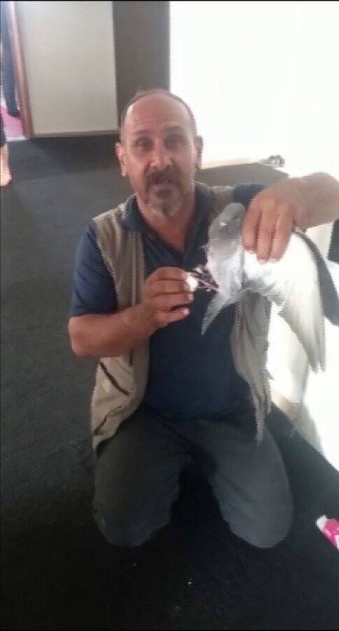 Mahsur kalan güvercin, çalışanlar tarafından kurtarıldı