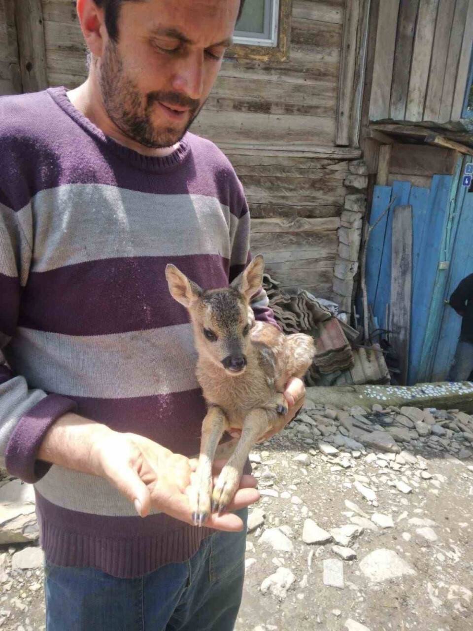 Yavru karaca koruma altına alındı