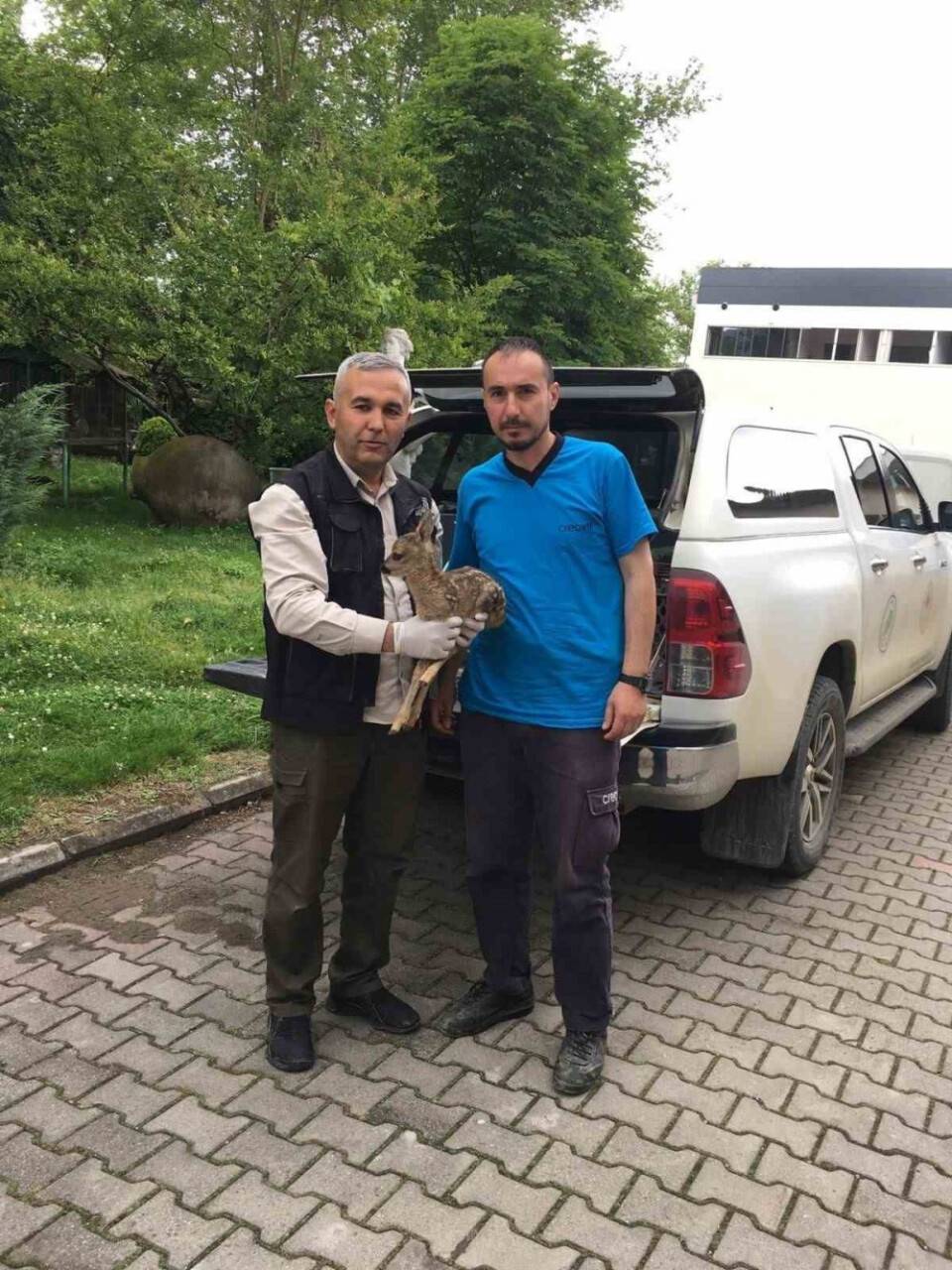 Yavru karaca koruma altına alındı