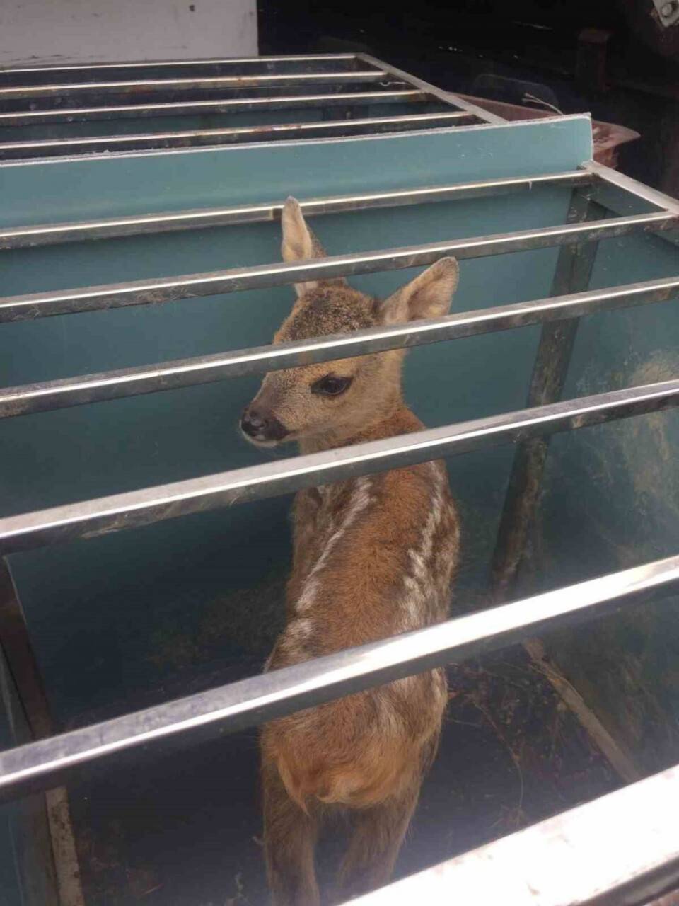 Yavru karaca koruma altına alındı