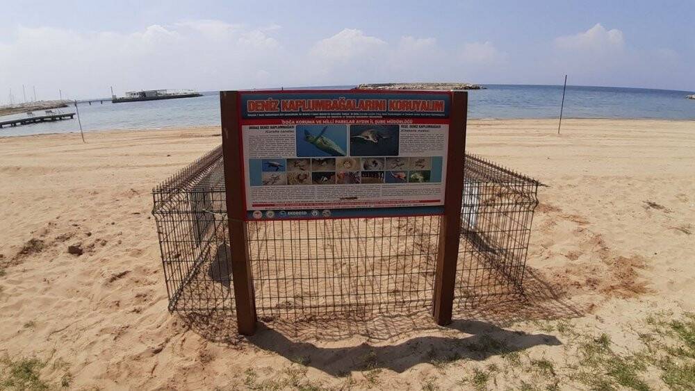 Caretta caretta, Didim sahiline yumurtalarını bıraktı