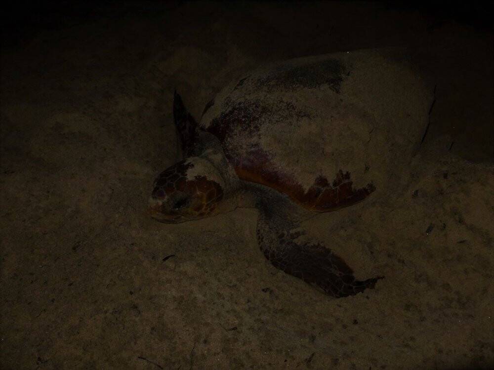 Caretta caretta, Didim sahiline yumurtalarını bıraktı