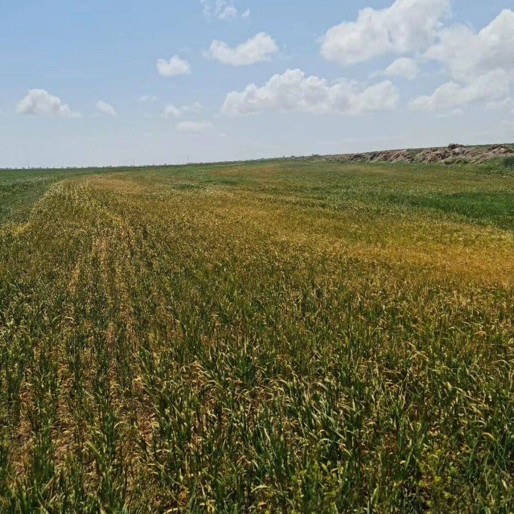 Kulu’da bitki gelişimi önceki yıllara göre geri kaldı