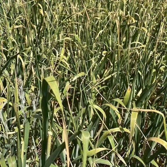 Kulu’da bitki gelişimi önceki yıllara göre geri kaldı