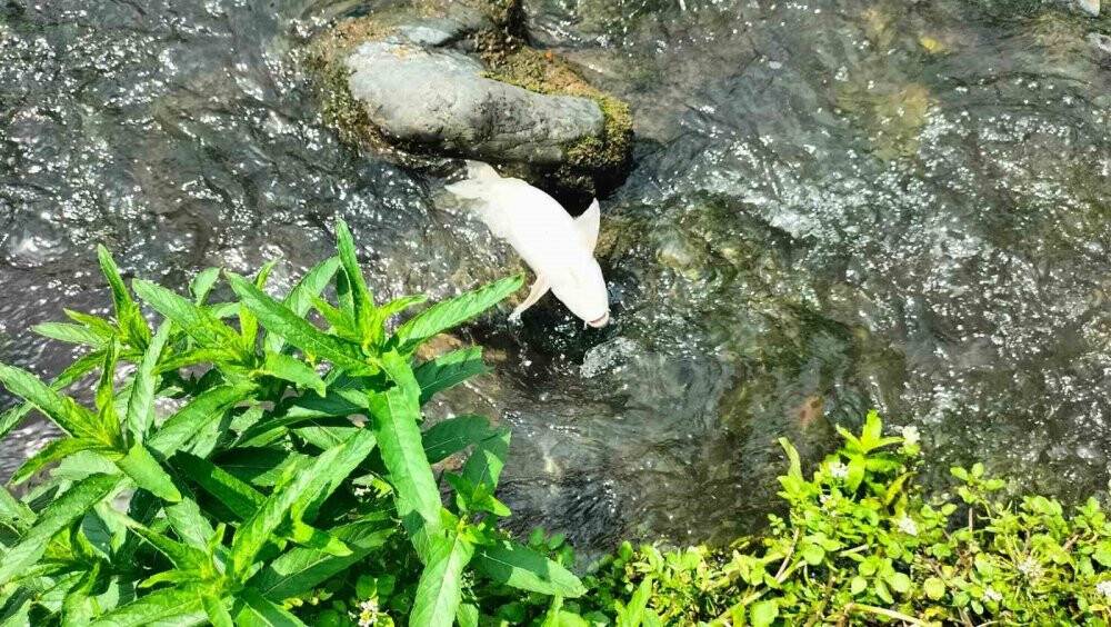 Sabun Çayı’nda balık ölümleri endişe veriyor