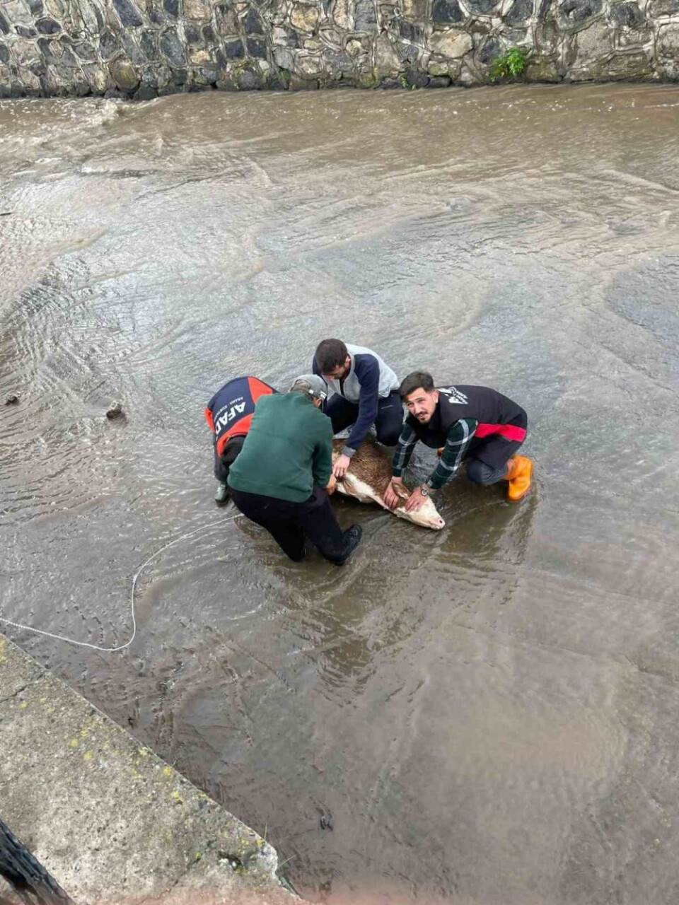 Dereye düşen buzağı için seferber oldular