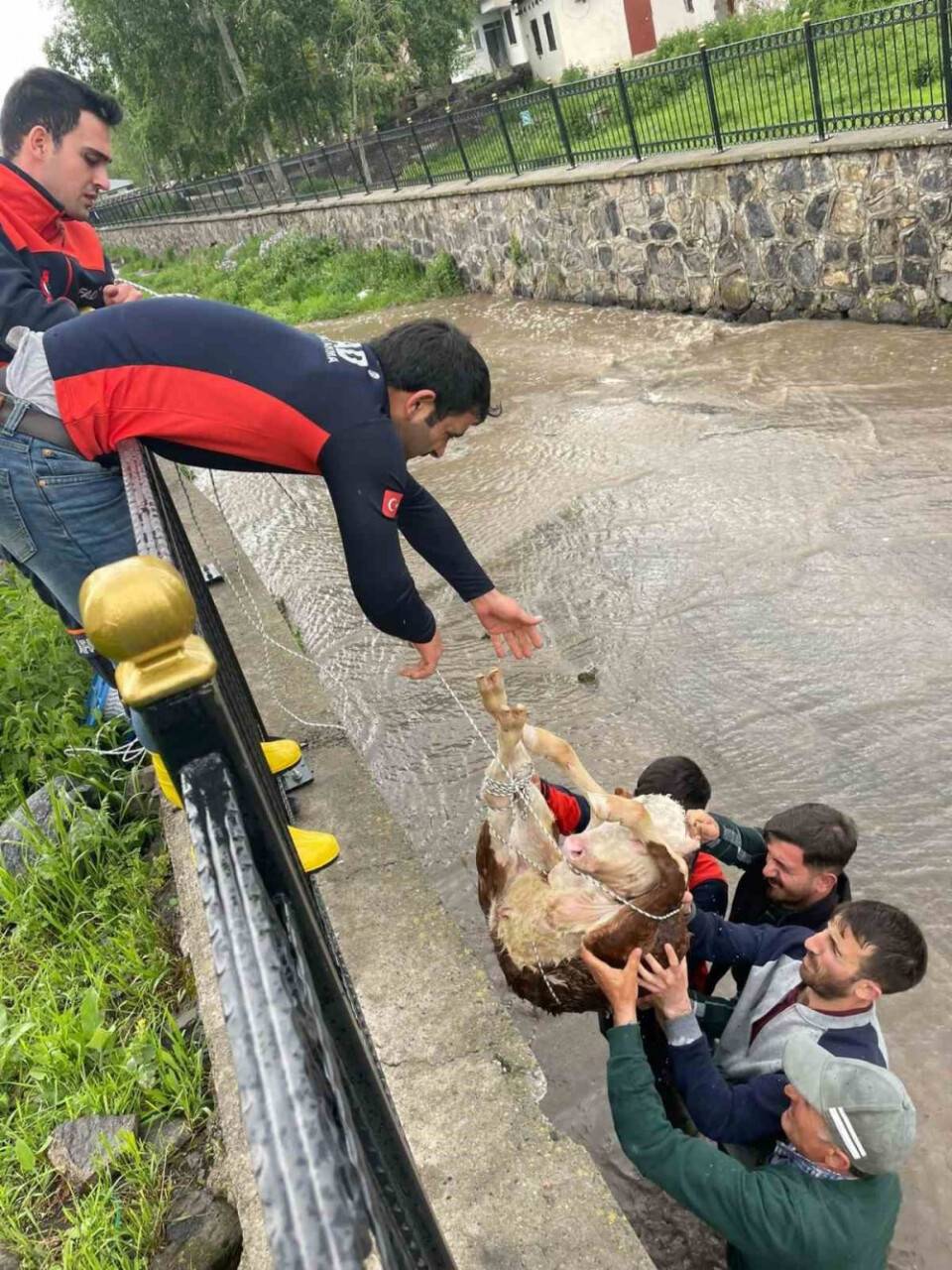 Dereye düşen buzağı için seferber oldular