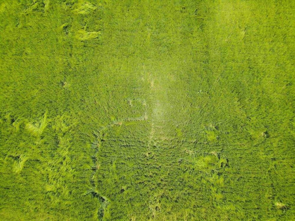 Konya Ovası’nda hasat sezonu öncesi rekolte beklentisi arttı