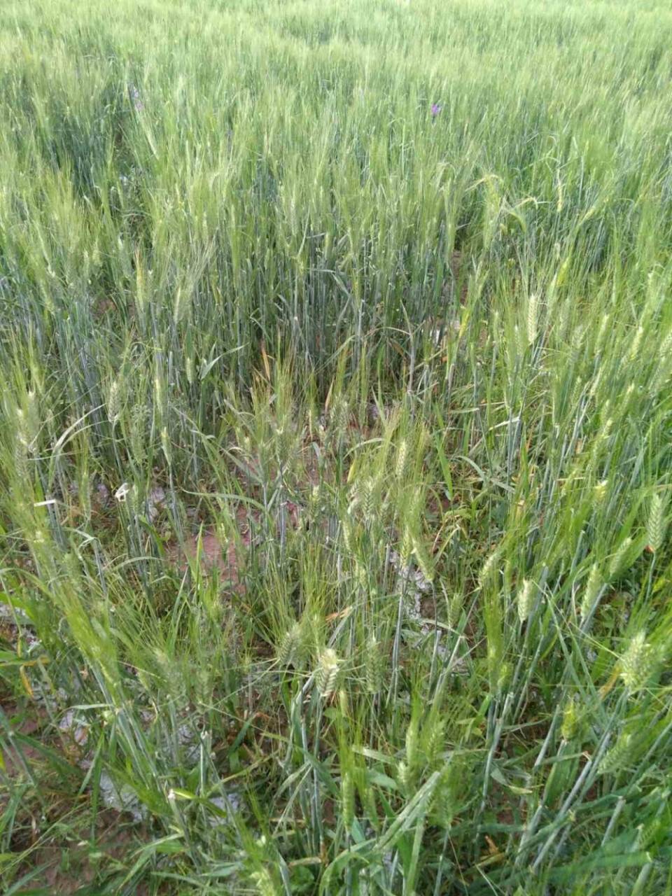 Ereğli’de dolu ekili alanları vurdu