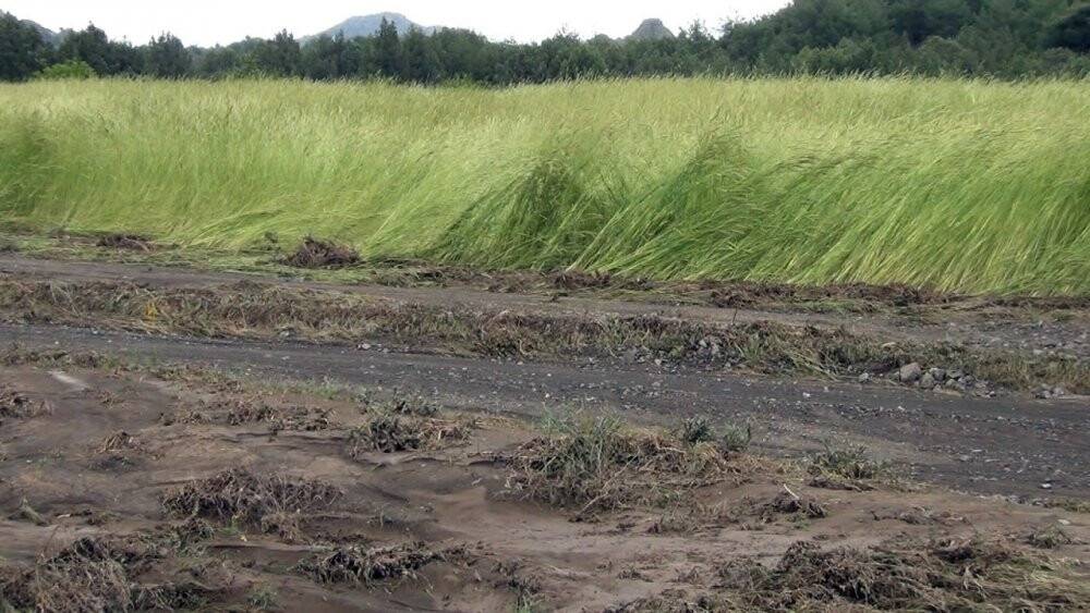 Sağanak yağış çeltik arazilerine zarar verdi