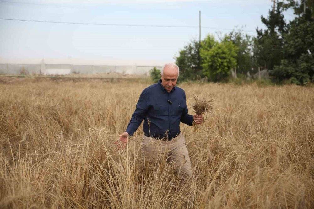 Akdeniz’de 10 bin yıllık ata tohumu olan Karakılçık buğday hasadı yapıldı