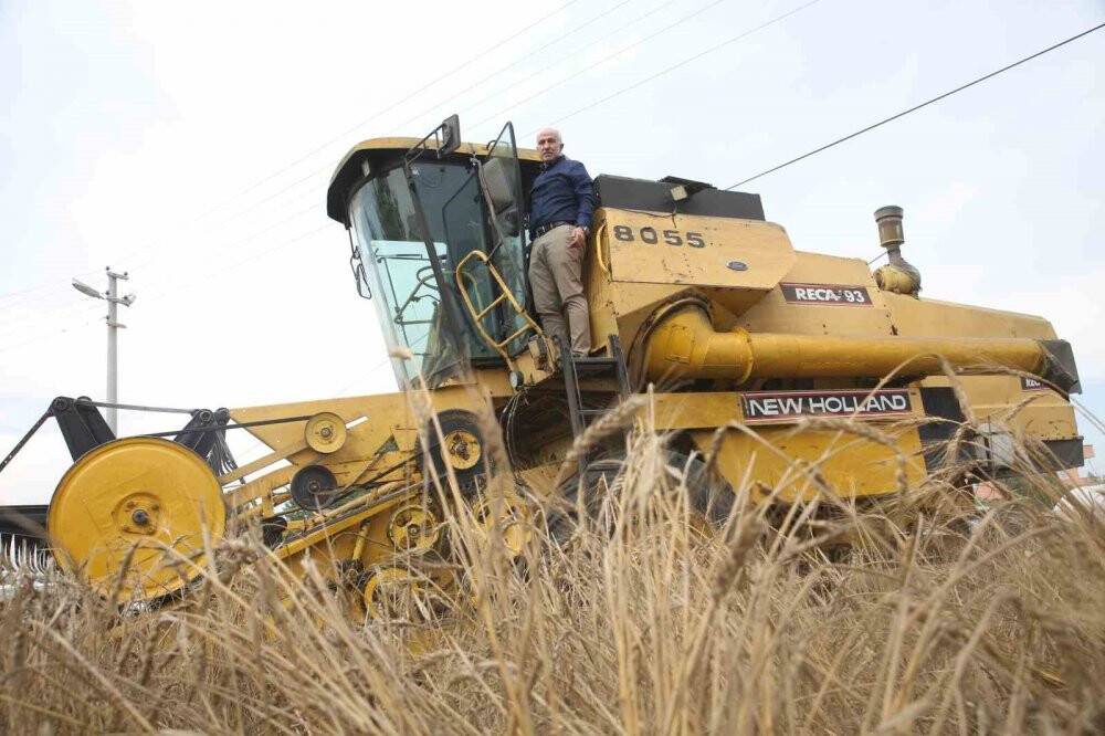 Akdeniz’de 10 bin yıllık ata tohumu olan Karakılçık buğday hasadı yapıldı
