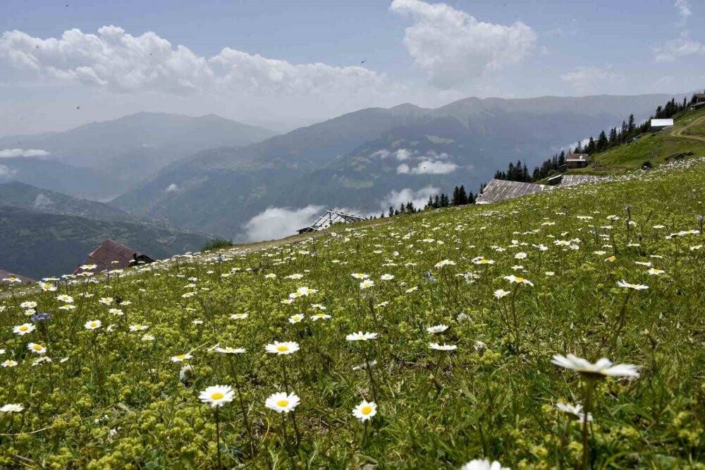 Gümüşhane yaylalarında büyüleyici manzaralar