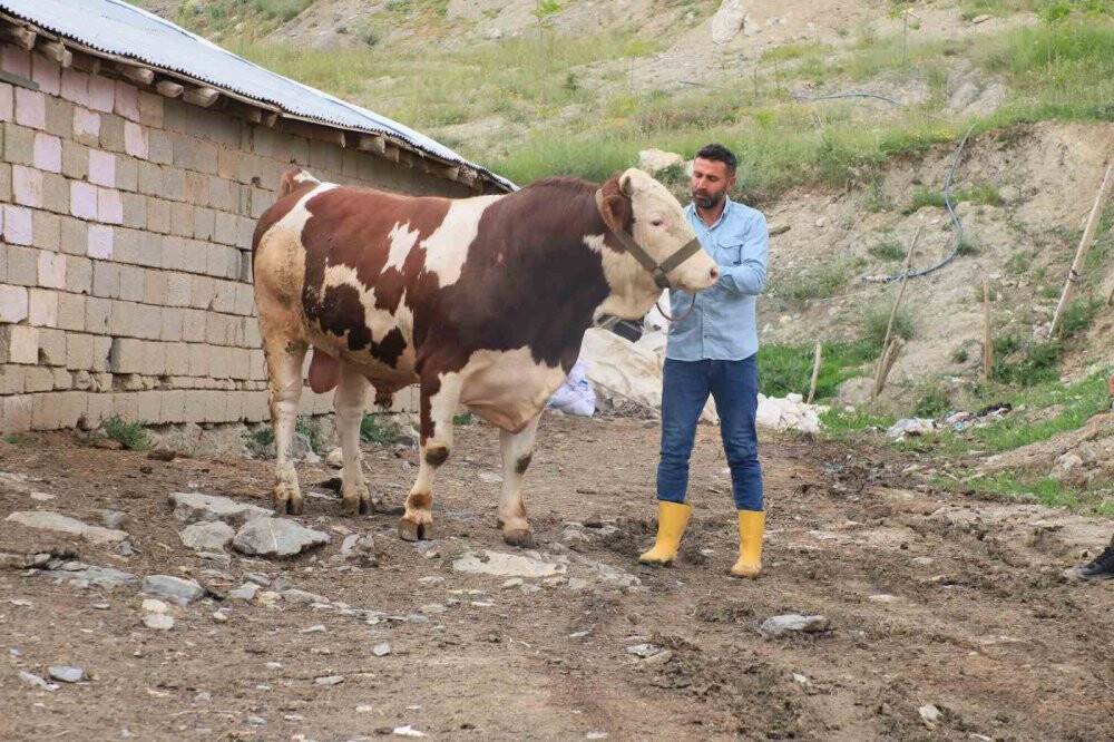 1 tonluk "Çalo", 130 bin liradan alıcısını bekliyor