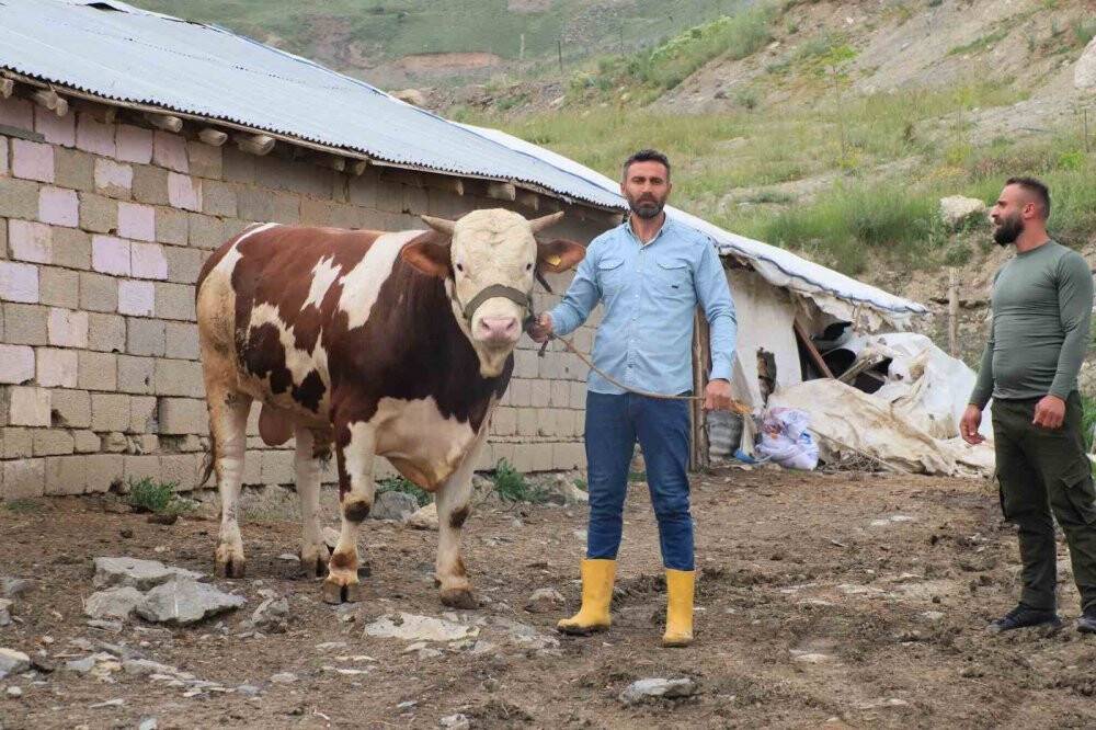 1 tonluk "Çalo", 130 bin liradan alıcısını bekliyor