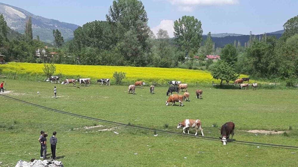Yağmurdan sonra açan çiçekler görsel şölen oluşturdu