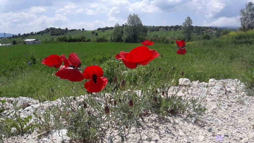 Yağmurdan sonra açan çiçekler görsel şölen oluşturdu