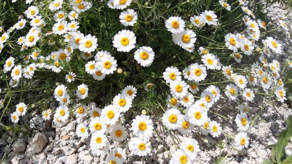 Yağmurdan sonra açan çiçekler görsel şölen oluşturdu