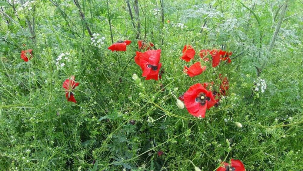 Yağmurdan sonra açan çiçekler görsel şölen oluşturdu