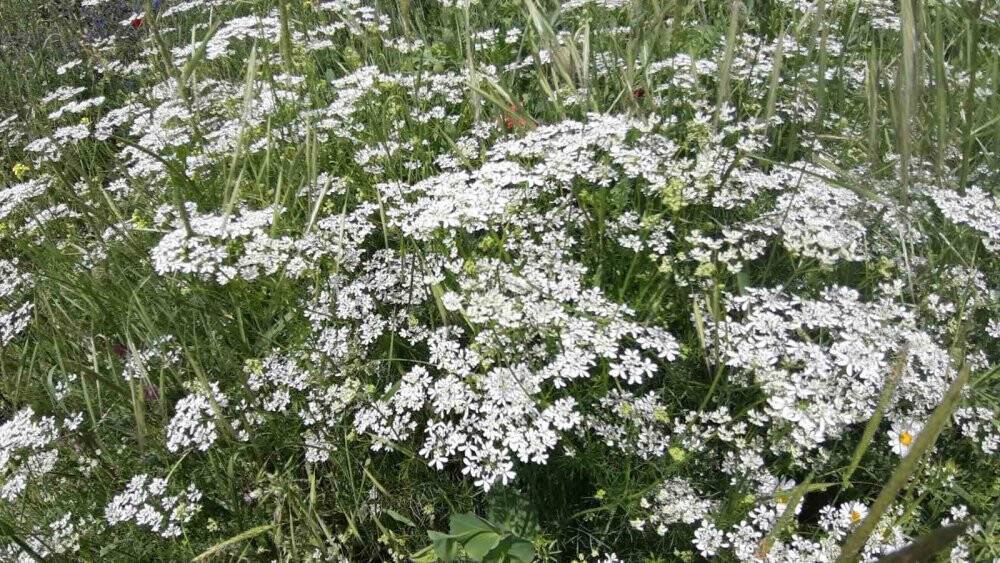 Yağmurdan sonra açan çiçekler görsel şölen oluşturdu
