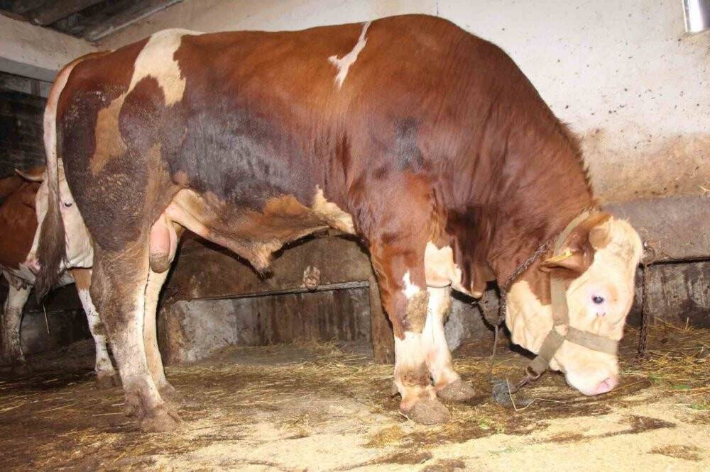 1 tonluk “Paşa” 125 bin liradan satışa çıktı