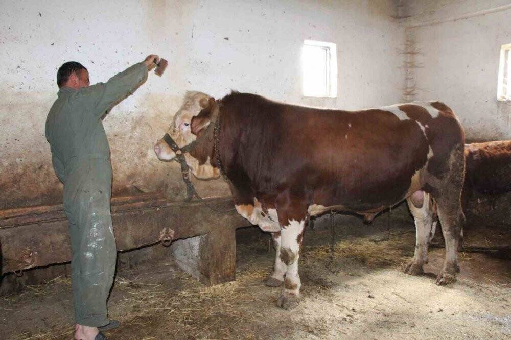 1 tonluk “Paşa” 125 bin liradan satışa çıktı