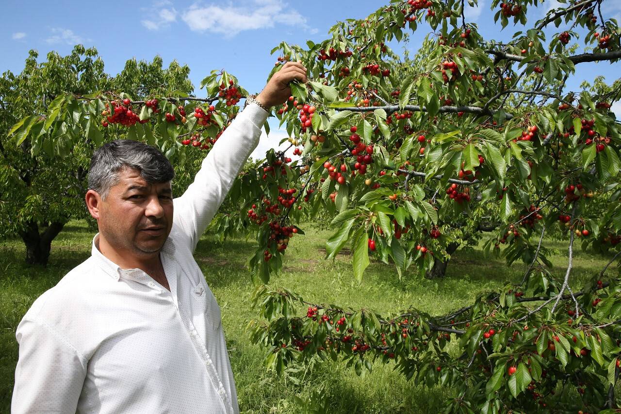 aa-20230614-31422638-31422632-tescilli-aksehir-kirazinda-bahar-yagislariyla-rekolte-beklentisi-artti.jpg