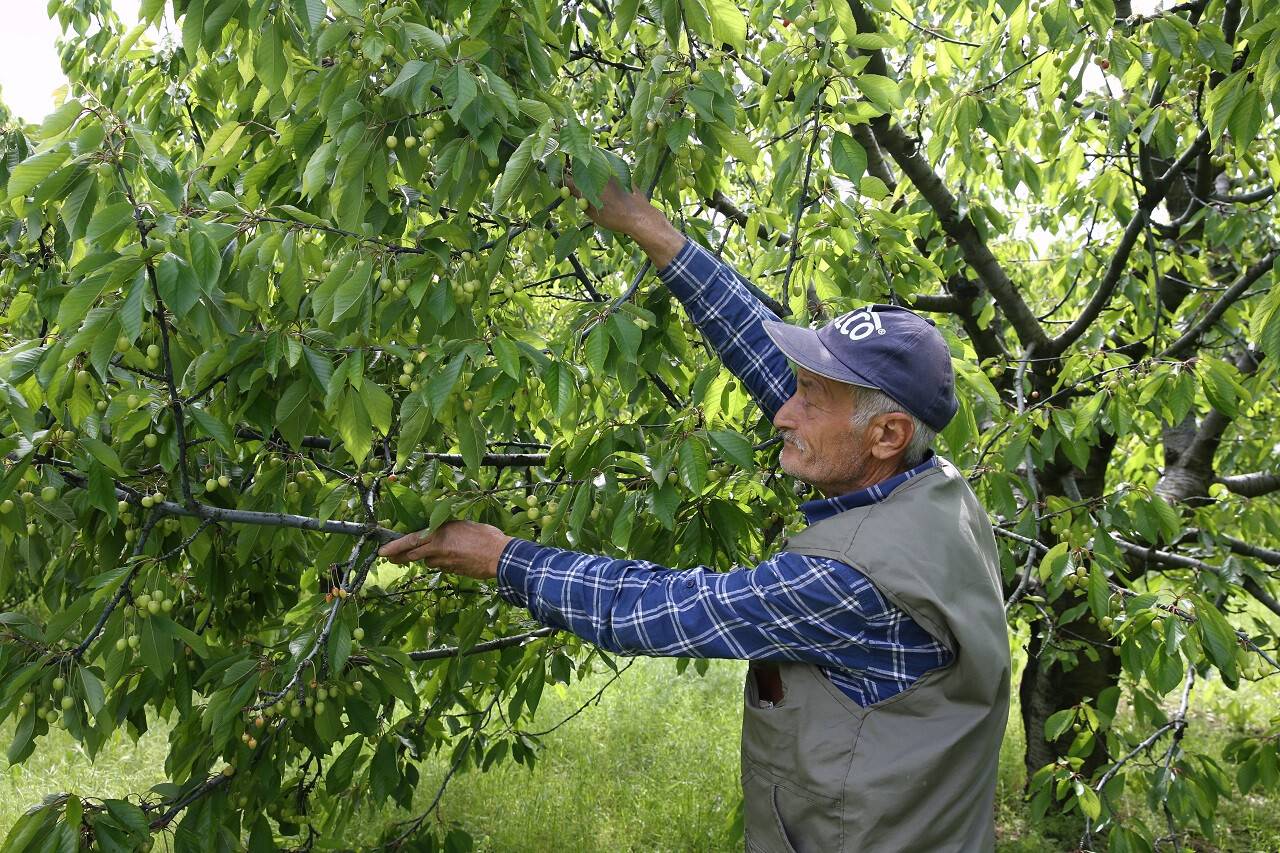 aa-20230614-31422638-31422634-tescilli-aksehir-kirazinda-bahar-yagislariyla-rekolte-beklentisi-artti.jpg