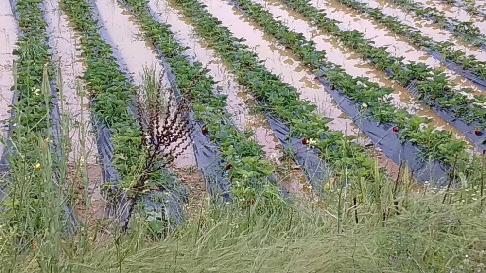 Hüyük sağanak yağış ve doluya teslim oldu