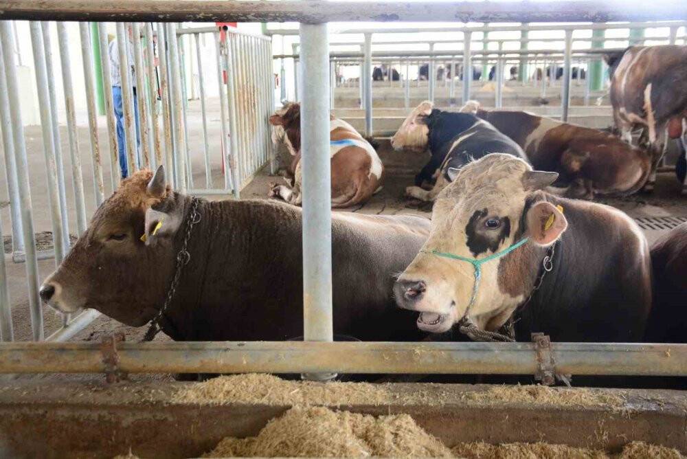 Kurban kesecekler dikkat