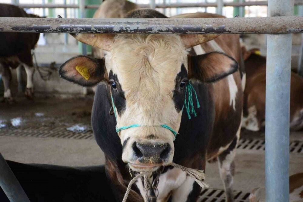 Kurban kesecekler dikkat