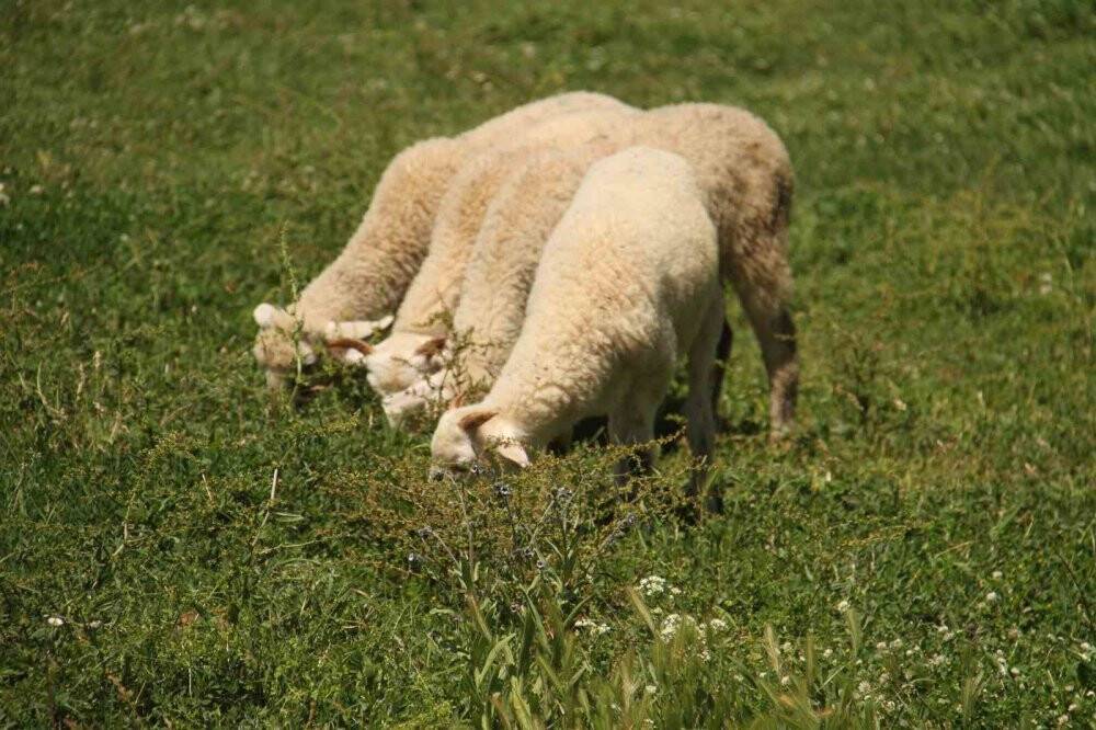 Beyşehirli besiciler yağışlardan memnun