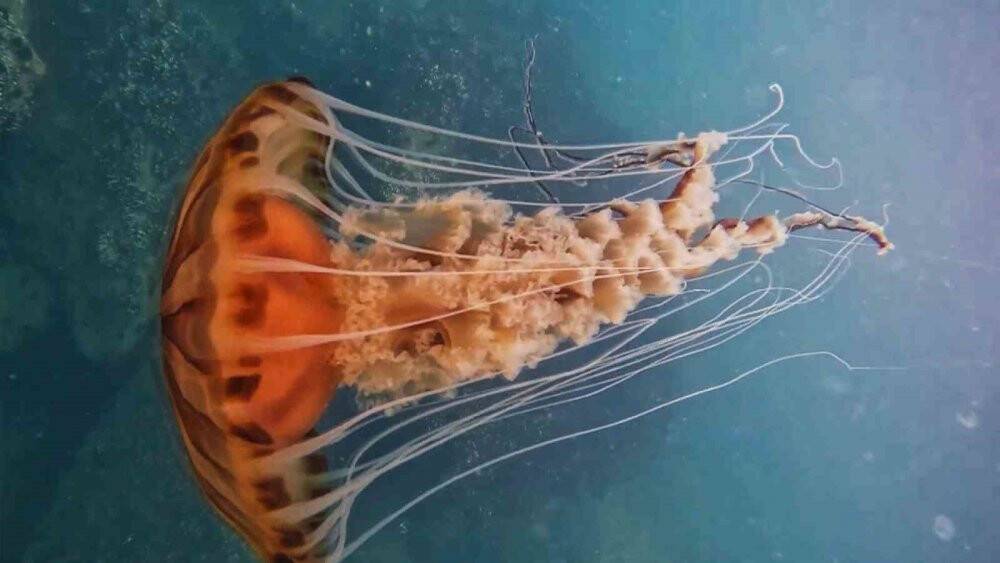 İstanbul’da 4 metrelik zehirli denizanası böyle görüntülendi