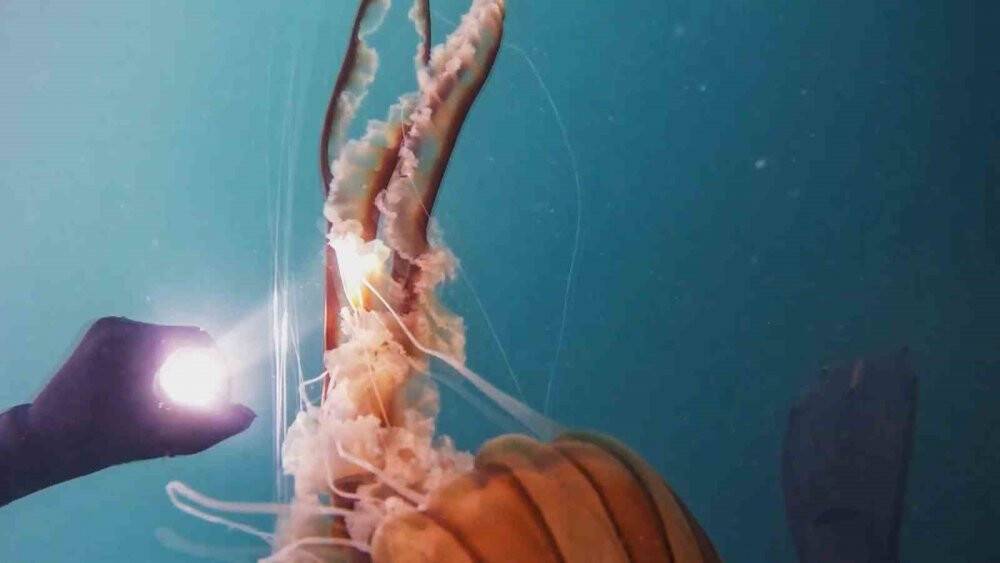 İstanbul’da 4 metrelik zehirli denizanası böyle görüntülendi