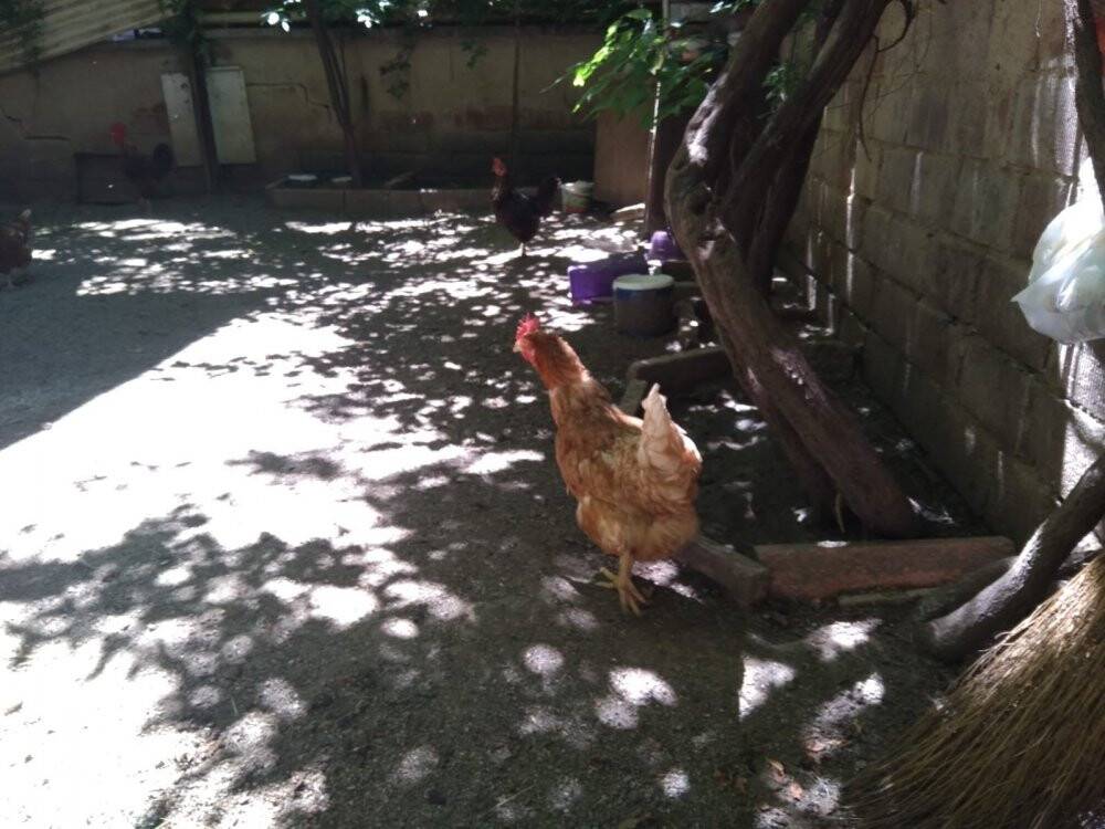 Tavuğun yaptığı mini yumurta şaşırttı